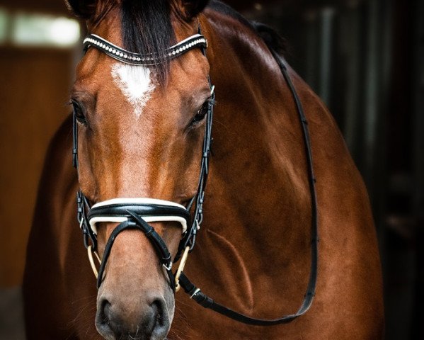 dressage horse Chameur 139 (Hanoverian, 2009, from Contendros Bube) dressage horse Chameur 139 (Hanoverian, 2009, from Contendros Bube)