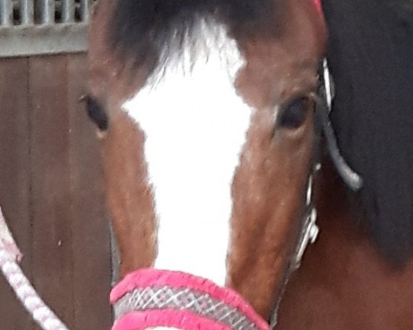 broodmare Lady Sunshine (Hanoverian, 1993, from Lanthan)