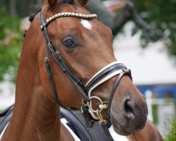 horse Rock it Laurie (Westphalian, 2015, from Rock Amour)
