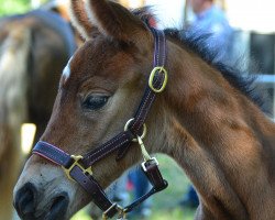 horse Amazing Girl DJ (Westphalian, 2019, from A kind of Magic 5)