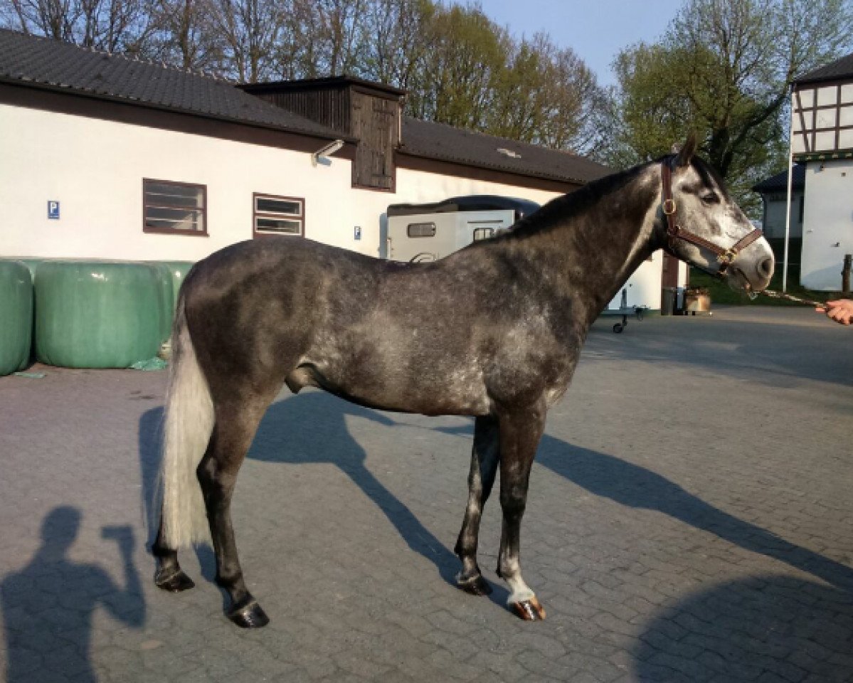 Springpferd Jack 487 (Deutsches Reitpony, 2011, von Pink Floyd)