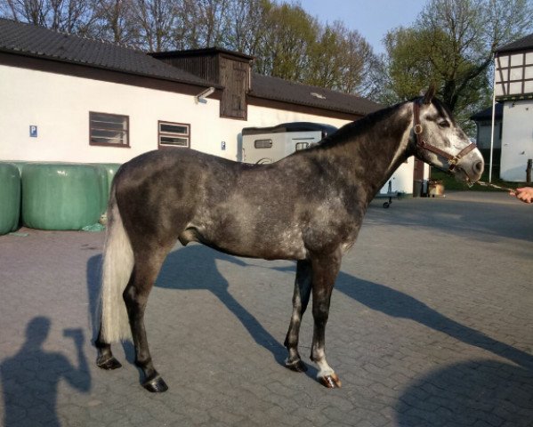 Springpferd Jack 487 (Deutsches Reitpony, 2011, von Pink Floyd)