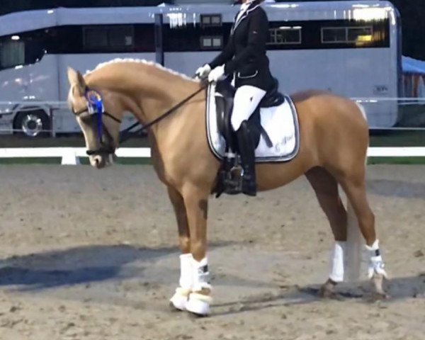 dressage horse G-Star (German Riding Pony, 2007, from FS Golden Highlight)