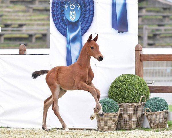 horse Diamant du Moulin (Oldenburg show jumper, 2019, from Diamant de Semilly)