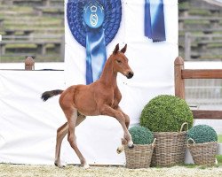 horse Diamant du Moulin (Oldenburg show jumper, 2019, from Diamant de Semilly)