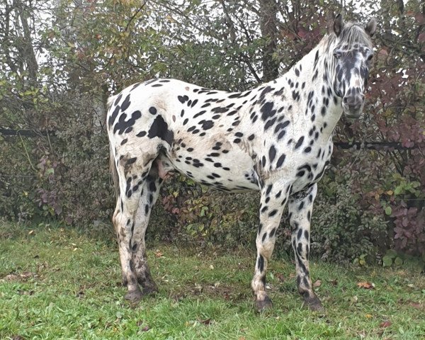 Pferd Raffelsbrander Dreamboy (Knabstrupper, 2016, von EH, LH Thorgal von Eiderstedt)