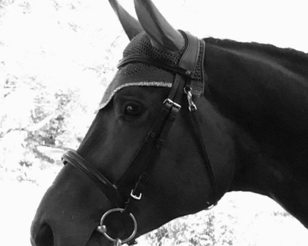 stallion Rock The Revolution (Hanoverian, 2016, from Rock Amour)