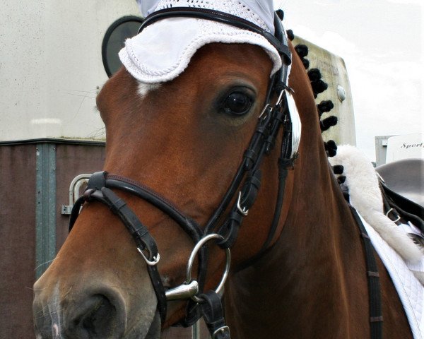 horse Holly Golightly 24 (German Riding Pony, 2014, from Haddaway 2)