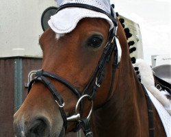 Pferd Holly Golightly 24 (Deutsches Reitpony, 2014, von Haddaway 2)