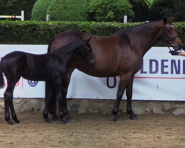 Broodmare Charisme du moulin (Oldenburger Jumping Horse, 2019, from Comme il Faut)