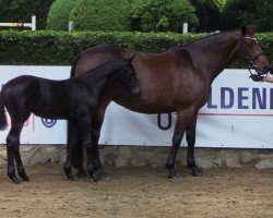 broodmare Charisme du moulin (Oldenburg show jumper, 2019, from Comme il Faut)