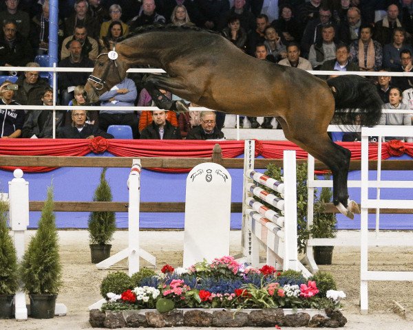 Springpferd Cordesso (Oldenburger Springpferd, 2016, von Cordess 2)