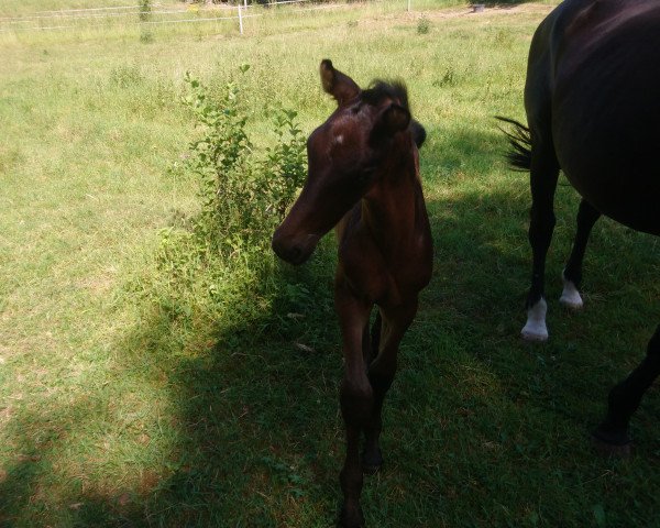 horse Crescendo B (German Warmblood, 2019, from Cheetano)
