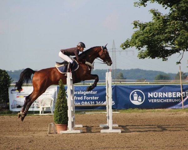 jumper Mr. Max 4 (Bavarian, 2008, from Albführen's Memphis)
