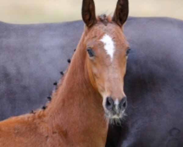 Pferd Bonds Royal II (Oldenburger, 2019, von Bonds)