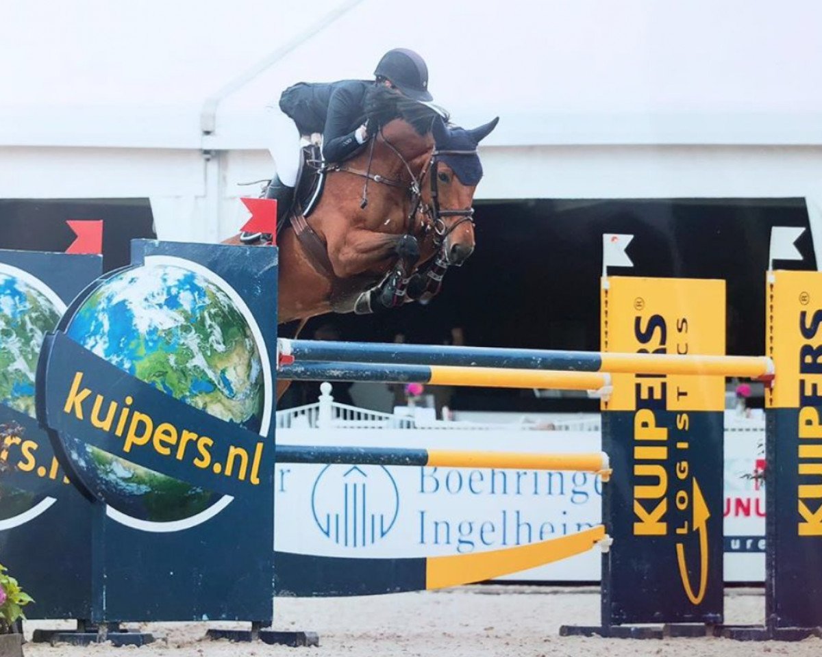 broodmare Havana du Clos St Gery (Belgium Sporthorse, 2013, from Baloubet du Rouet)