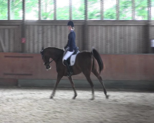 Reitturnier Fröndenberg 2016