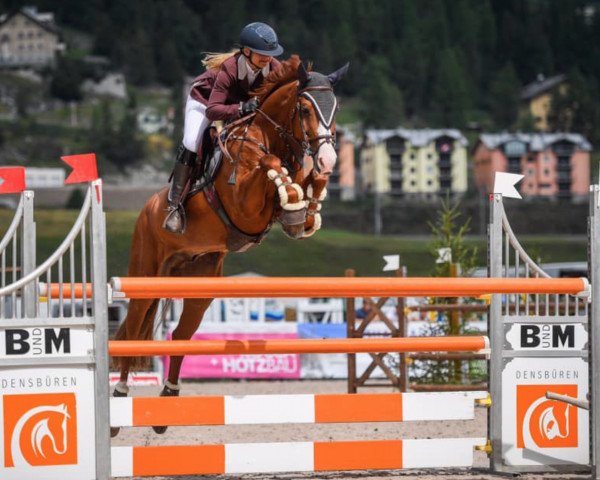 Springpferd Corlinos (Holsteiner, 2008, von Corrado II)