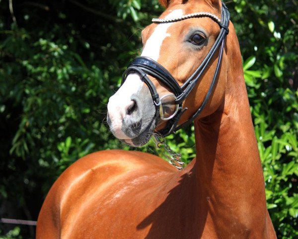 Dressurpferd Elfentrudi (Deutsches Reitpony, 2015, von Bartholomeo)