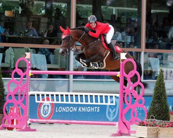 stallion Sea Coast Valdelamadre Clooney (Spanish Sport Horse, 2008, from Centauer Z)