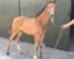 Dressurpferd Lasse reden 2 (Westfale, 2019, von Lacordos)