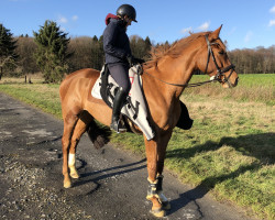 dressage horse Chintano 9 (Hanoverian, 2011, from Chivas)
