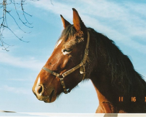 horse Armbro Soul (Traber, 2002, from Divinator US-N-4420)