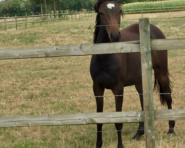 horse Nobels Ornella Muti (German Riding Pony, 2018, from Nobel Nagano NRW)