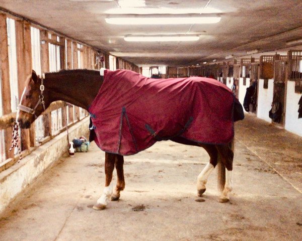 horse Dusty (Hessian Warmblood, 2003, from Dartagnan)