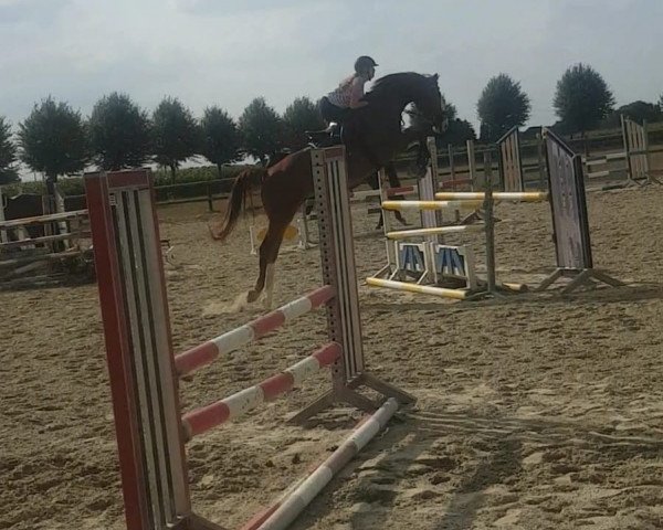 jumper Nea Fantastica (Oldenburg show jumper, 2013, from Furejev)