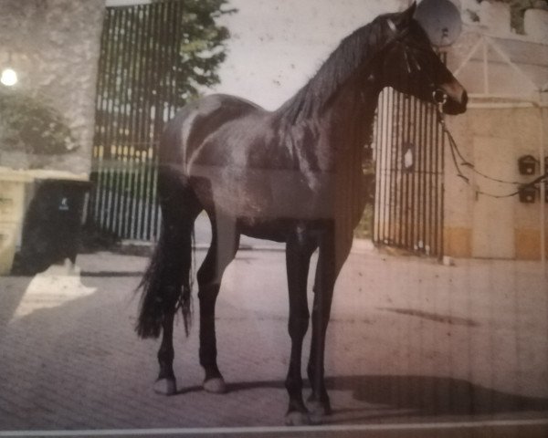 broodmare Romy (Trakehner, 2002, from Sixtus)