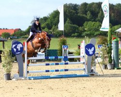 Springpferd Juliet Tilde (KWPN (Niederländisches Warmblut), 2014, von Nassau)