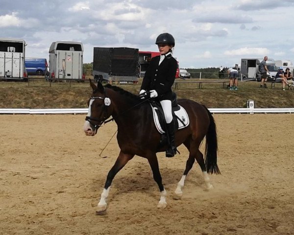 dressage horse Nante 9 (German Riding Pony, 2005, from Top Nordpol)
