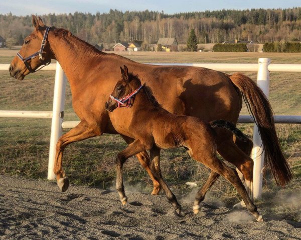 Pferd Cornettino's Andante R (Norwegisches Warmblut, 2019, von Cornettino Ask) Pferd Cornettino's Andante R (Norwegisches Warmblut, 2019, von Cornettino Ask)