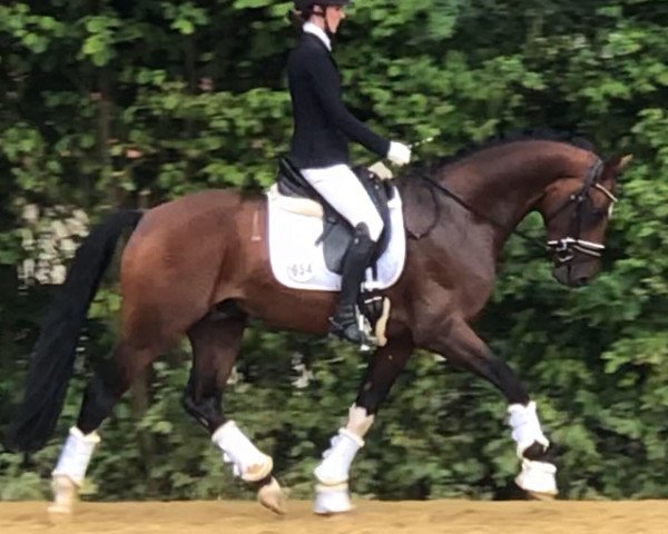 stallion Falun (Oldenburg, 2016, from Callaho's Benicio)