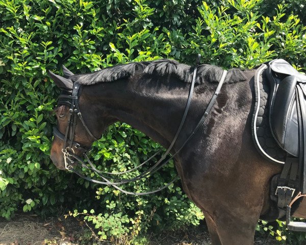 dressage horse Graf Simba (Hanoverian, 2011, from Graf Galen)