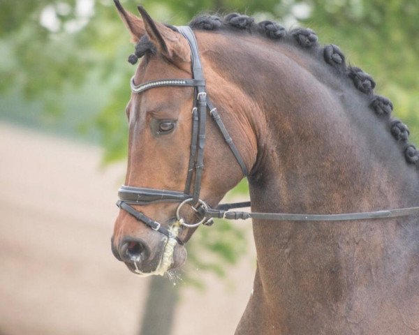 dressage horse PAJE Signac (Westphalian, 2014, from Sir Donnerhall I) dressage horse PAJE Signac (Westphalian, 2014, from Sir Donnerhall I)