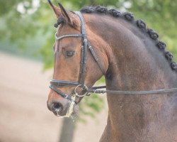 dressage horse PAJE Signac (Westphalian, 2014, from Sir Donnerhall I)