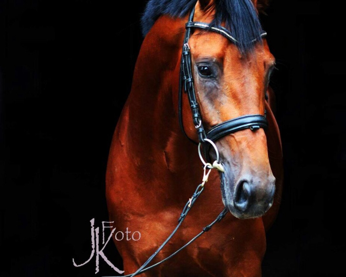 Cavallo da Dressage PAJE Anquetin (Westfale, 2014, di Ampère)
