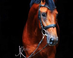dressage horse PAJE Anquetin (Westphalian, 2014, from Ampère)