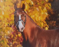 broodmare Daily You (German Riding Pony, 2014, from Dance Star AT NRW)
