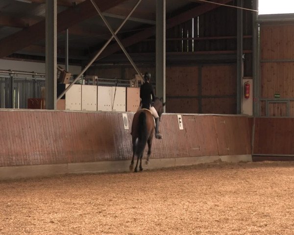 Reitturnier Fröndenberg 2016