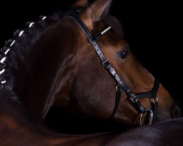 broodmare Amy 279 (Oldenburg show jumper, 2004, from Acorado I)