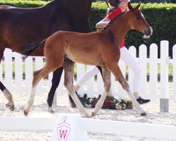 horse Bellagio (Westphalian, 2019, from Callaho's Benicio)