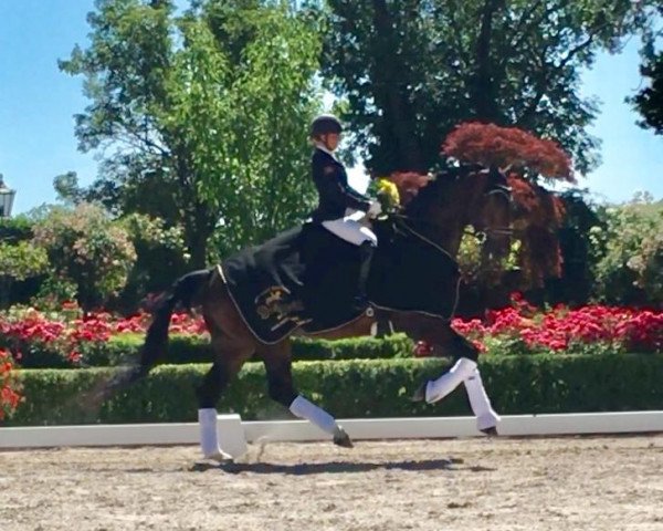 dressage horse Elrond 19 (Westphalian, 2014, from Escolar)
