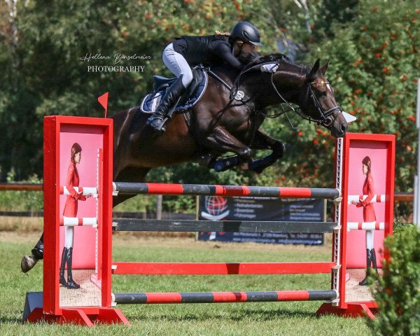 Springpferd Bella 1081 (Hannoveraner, 2011, von Bob) Springpferd Bella 1081 (Hannoveraner, 2011, von Bob)