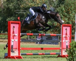 jumper Bella 1081 (Hanoverian, 2011, from Bob)