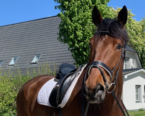 dressage horse Treff (Trakehner, 2013, from Osiander)