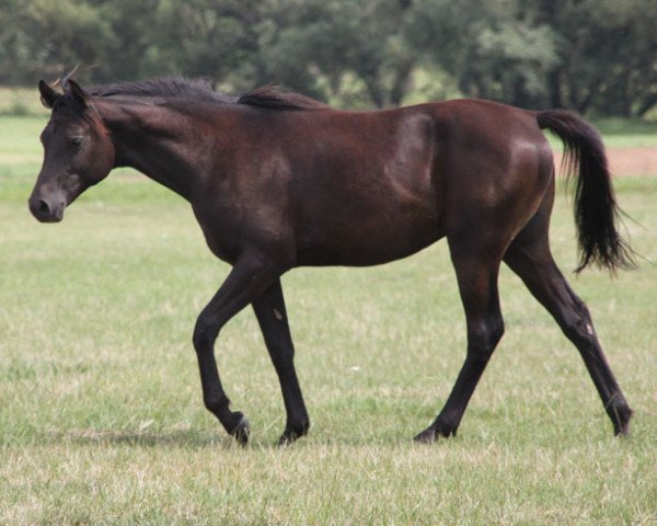 horse GH Ehab (Arabian purebred, 2018, from BS ECHNATON ox)