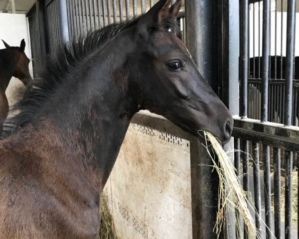 horse Fürsten-Heini (Oldenburg, 2019, from Fürsten-Look)